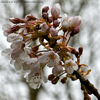 Buy canvas prints of Apple Blossom Time by Jim Jones
