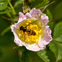 Buy canvas prints of The sweet scented English Dog Rose by Jim Jones