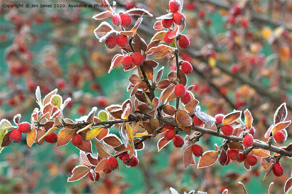 Frosted Red Berries Picture Board by Jim Jones