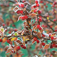 Buy canvas prints of Frosted Red Berries by Jim Jones