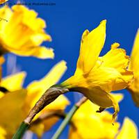 Buy canvas prints of Blue and Yellow by Jim Jones