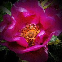 Buy canvas prints of Dog rose with Chiaroscuro effect by Jim Jones