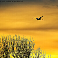Buy canvas prints of Swan flying into a golden dawn by Jim Jones