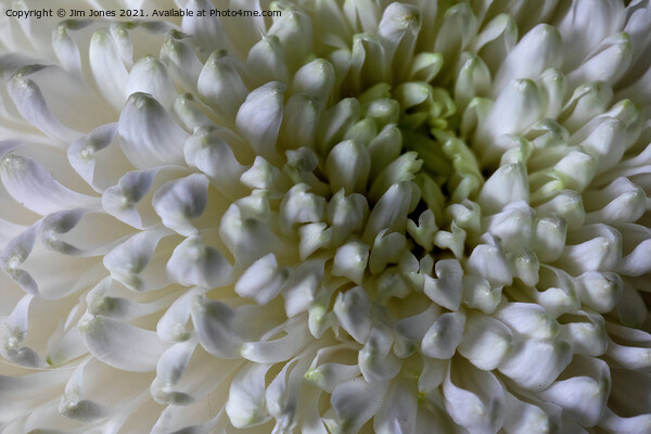 Classic Chrysanthemum Closeup Picture Board by Jim Jones