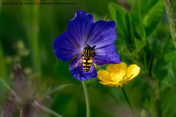 Cranesbill, buttercup and hoverfly Picture Board by Jim Jones