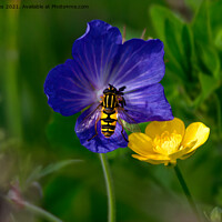 Buy canvas prints of Cranesbill, buttercup and hoverfly by Jim Jones
