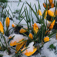 Buy canvas prints of Yellow crocuses covered in snow. by Jim Jones