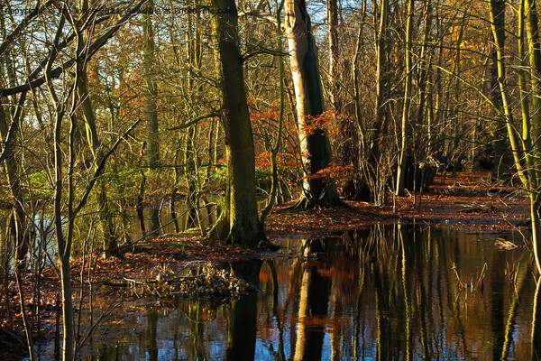 Flooded Woodland Picture Board by Jim Jones