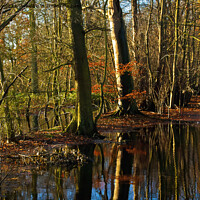 Buy canvas prints of Flooded Woodland by Jim Jones