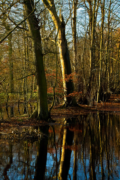 Flooded Woodland (2) Picture Board by Jim Jones