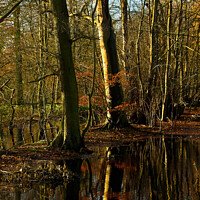 Buy canvas prints of Flooded Woodland (2) by Jim Jones
