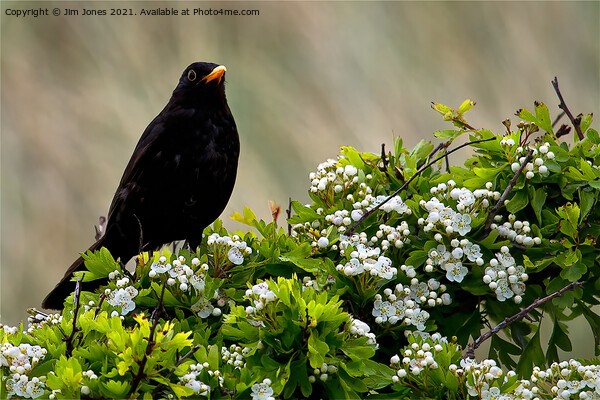 Blackbird on May Blossom. Picture Board by Jim Jones