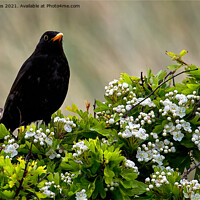 Buy canvas prints of Blackbird on May Blossom. by Jim Jones