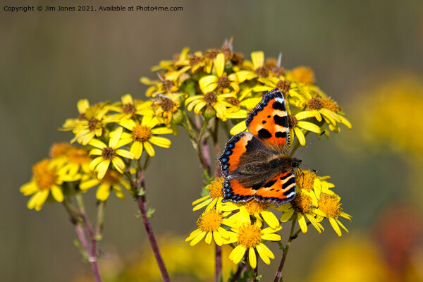  Tortoiseshell Butterfly in September sunshine Picture Board by Jim Jones