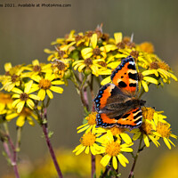 Buy canvas prints of  Tortoiseshell Butterfly in September sunshine by Jim Jones