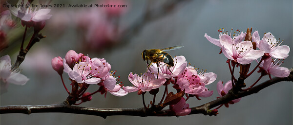 Cherry Blossom Panorama Framed Print by Jim Jones