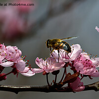 Buy canvas prints of Cherry Blossom Panorama by Jim Jones