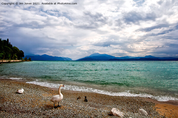 Swans View of Lake Garda Picture Board by Jim Jones
