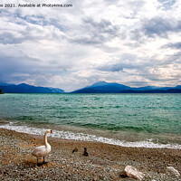 Buy canvas prints of Swans View of Lake Garda by Jim Jones