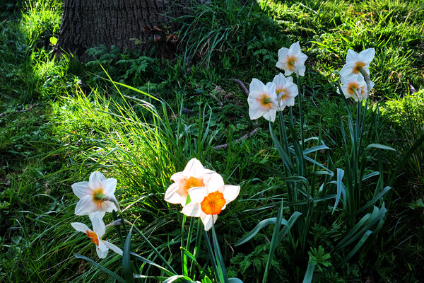 Spring Flowers in bright sunshine Picture Board by Jim Jones