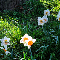 Buy canvas prints of Spring Flowers in bright sunshine by Jim Jones