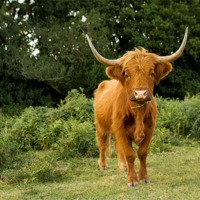 Buy canvas prints of Highland Cow by Ian Jones