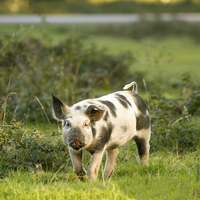 Buy canvas prints of New Forest Piglet by Ian Jones