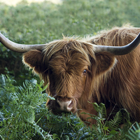 Buy canvas prints of Highland Cow by Ian Jones