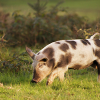 Buy canvas prints of Pig of the New Forest national park by Ian Jones