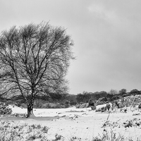 Buy canvas prints of New Forest in the snow by Ian Jones