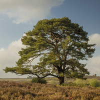 Buy canvas prints of New Forest Landscape by Ian Jones