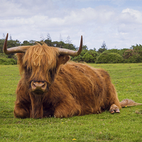 Buy canvas prints of Highland cow of the New Forest by Ian Jones