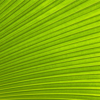 Buy canvas prints of Green Leaf Abstract Background by Richard  Fox