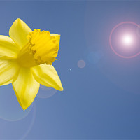 Buy canvas prints of Daffodil blue sky lens flare by Richard  Fox