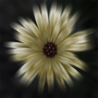 Buy canvas prints of Atistic flora by Richard  Fox