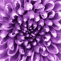 Buy canvas prints of purple abstract flower by Richard  Fox