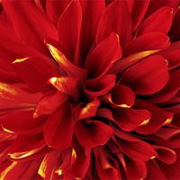 Buy canvas prints of Red Dahlia by Richard  Fox