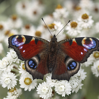 Buy canvas prints of Peacock Butterfly by Iain Lawrie