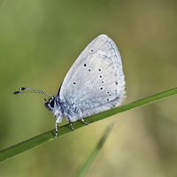 Buy canvas prints of Small Blue butterfly by Iain Lawrie