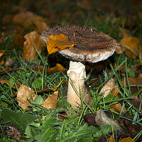 Buy canvas prints of Autumn Fungi by Victoria Bowie