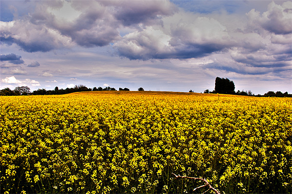 Rapeseed Feild Picture Board by Victoria Bowie