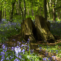 Buy canvas prints of Bluebells by Victoria Bowie