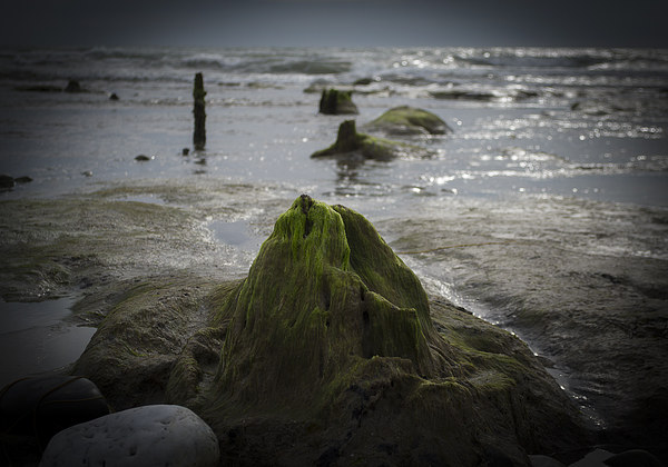  Submerged Ancient Forest, Borth Beach Picture Board by Victoria Bowie