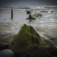 Buy canvas prints of  Submerged Ancient Forest, Borth Beach by Victoria Bowie