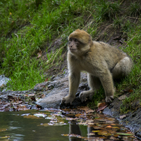 Buy canvas prints of  Trentham Monkeys by Victoria Bowie