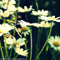 Buy canvas prints of Daisies by Kim Slater