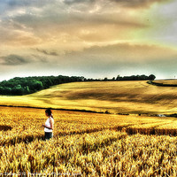 Buy canvas prints of Fields of Gold by Kim Slater