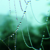 Buy canvas prints of Dew Beads by Kim Slater