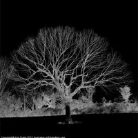 Buy canvas prints of The Skeleton Tree by Kim Slater