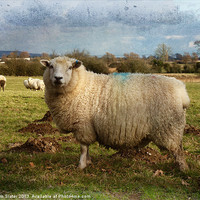 Buy canvas prints of Sheep by Kim Slater